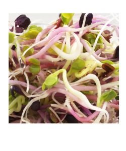 Seeds germinate - 4 Radish BIO, 100 g